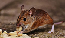 24 Hour & Emergency Exterminators in Conantville, CT